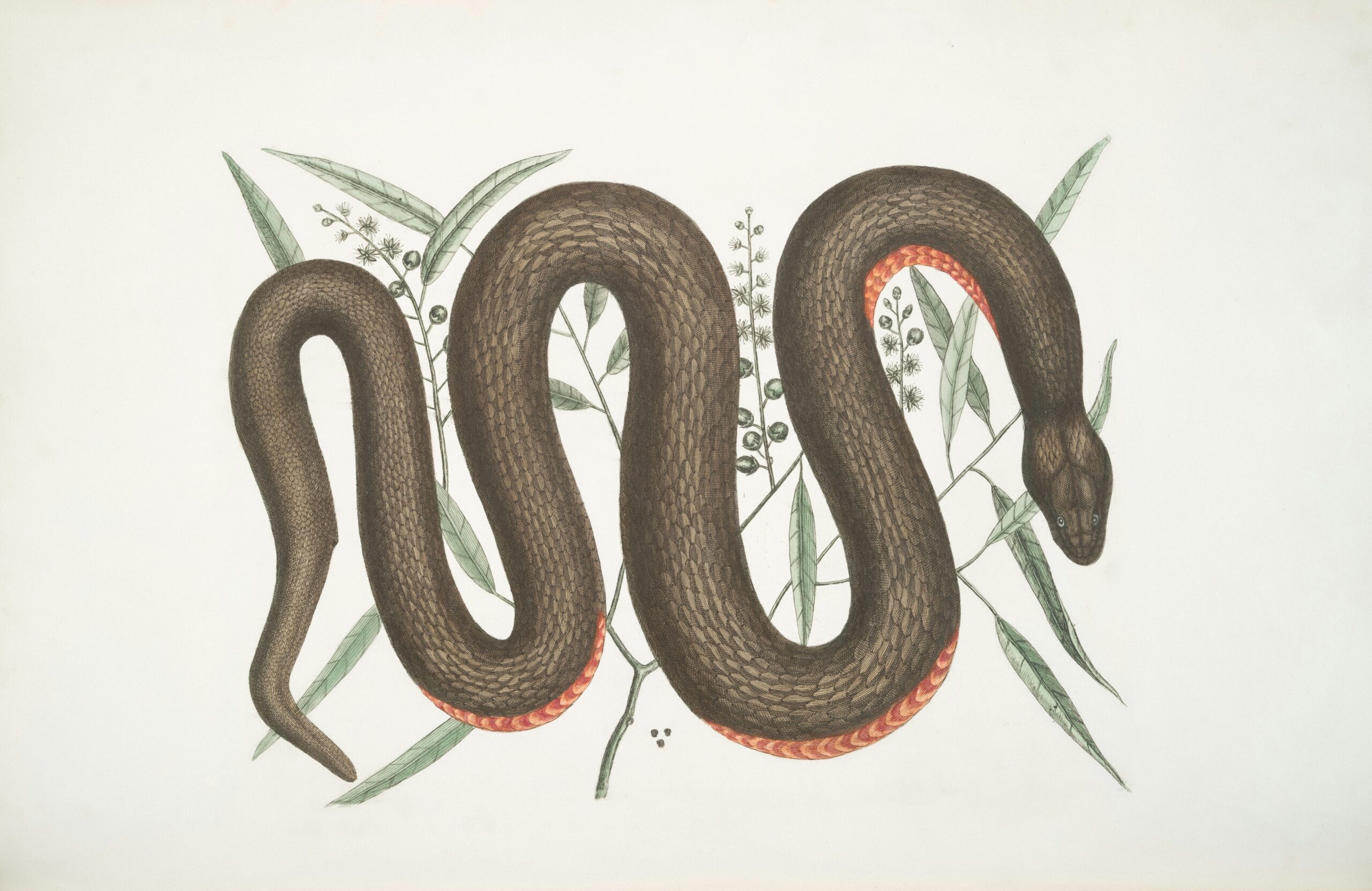 Snake drawing Artsy snake illustration